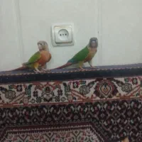 یک جفت طوطی گرینچیک حلقه به پا گمشده