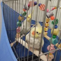 یک جفت عروس هلندی سالم
