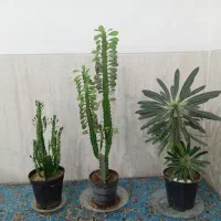 گل آپارتمانی برای شب یلدا وهدیه روز پدر