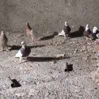 چهار عدد توقی جفت ی دونه کله زرد ماده وسینه|پرنده|هلالی, |دیوار