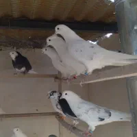 20عددکبوتر پرشی