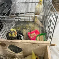 جوجه و مادر  و پدر بهمراه تخم