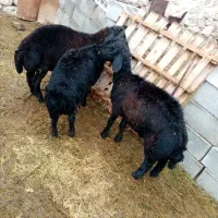 3عدد بره نر قره قزل موسیم