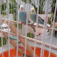 مرغ عشق|پرنده|رشت, ولکس|دیوار