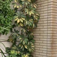 گل شلفرا ابلق قد ۳متر