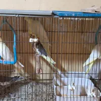 جوجه عروس هلندی سه ماهه|پرنده|رشت, نخودچر|دیوار