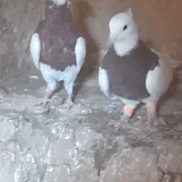 ۷عدد سده فروشی|پرنده|هلالی, |دیوار