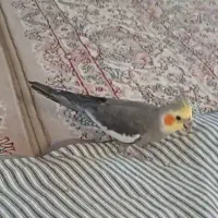 این عروس هلندی 6/9 از قفس پریده و گم شده