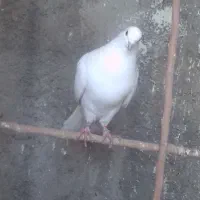 فروش کبوتر توافقی|پرنده|چهارباغ, |دیوار