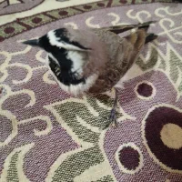 سهره اهوازی