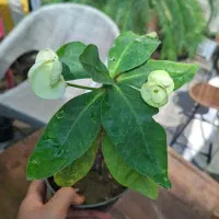 بابا آدم بلک|گل و گیاه طبیعی|شیراز, شیخ روزبهان|دیوار