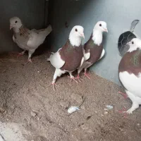 کبوترطوقی|پرنده|تاتار علیا, |دیوار