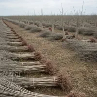 نـهال صنوبـر مقاوم برای شرایط سخت اقلیمی|گل و گیاه طبیعی|نهاوند, |دیوار