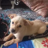 سگ خونگی|سگ|تربت جام, یحیی آباد|دیوار