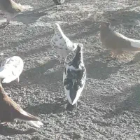 کبوتر رنگه|پرنده|مشهد, شهرک صنعتی توس|دیوار