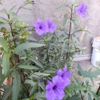 فروش-ملک-زراعتی-باغی