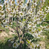 باغچه پیشک یک ۵۰۰متری