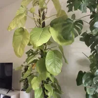 پتوس کینگ نئون