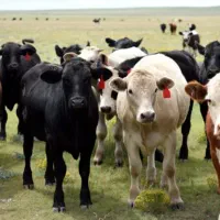 یک نفر جهت چراندن گاو در ییلاق