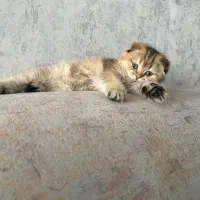 اسکاتیش وبریتیش گلد