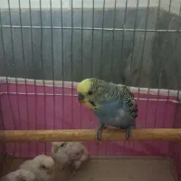 مرغ عشق|پرنده|شیراز, بریجستون|دیوار