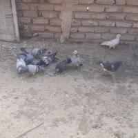 ۱۱ عدد جوجه