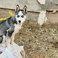 سگ هاسکی ده ماهه