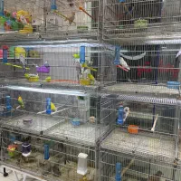 قفس هشت خان