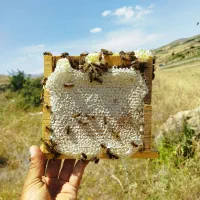 عسل قاب کوچیک سبلان|خوردنی و آشامیدنی|هیر, |دیوار