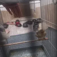 سهره قناری معاوضه با کفتر پلاکی