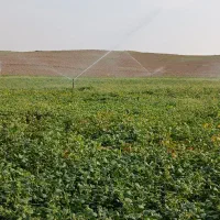 فروش ۱۱ هکتار زمین کشاورزی آبی در استان زنجان