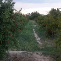 باغبانی هرس درختان علف زنی با دستگاه|خدمات باغبانی و درختکاری|پیشوا, |دیوار