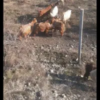 دوتا بزغاله نر