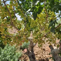 ۱۲۰۰ متر/ باغ پسته/ معاوضه/ساوه روستای پیک|فروش دفتر صنعتی، کشاورزی، تجاری|گلستان (تهران), |دیوار