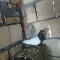 کفتر یا کبوتر سینه سیاه