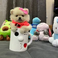 پامر فینگیلی پودل فرفری و شیتزو پنبه ای|سگ|فردیس, فردیس|دیوار