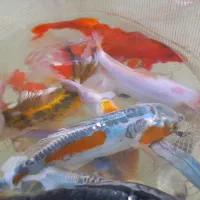 ماهی کوی|ماهی|مشهد, حجت|دیوار