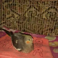 گمشده|حیوانات|بوشهر, |دیوار