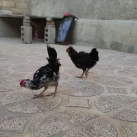 جوجه و خروس