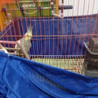 عروس هلندی نر|پرنده|کنگاور, |دیوار