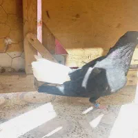 اشعل ماده درجه یک|پرنده|خرمشهر, |دیوار