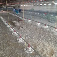 کود مرغی گوشتی