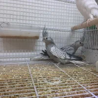 طوطی عروس هلندی|پرنده|تربتحیدریه, آسایش|دیوار