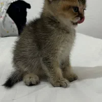 بچه گربه|گربه|همدان, |دیوار