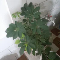 گل سرخس گل|گل و گیاه طبیعی|بروجن, |دیوار