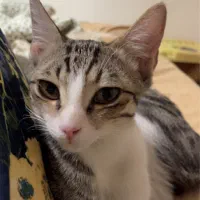 گربه گمشده|حیوانات|تهران, اختیاریه|دیوار