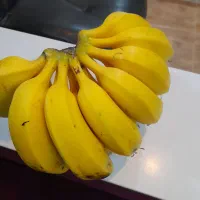 نهال‌موز سردسیری کاندوش پرحاصل