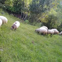 بره نر سالم تر و تمیز سبک وزن فروشی
