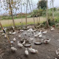 اردک 4ماه به بالا