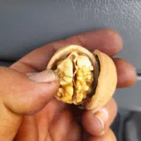 گردو خشگ کهمان الشتر